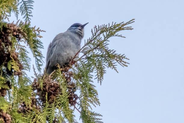 pinyon jay perched on a tree branch, West Vancouver, BC, Canada pinyon jay perched on a tree branch, West Vancouver, BC, Canada pinyon jay stock pictures, royalty-free photos & images