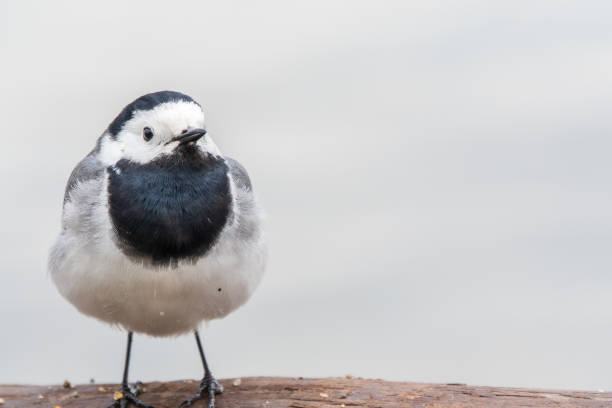 White wagtail (Motacilla alba)