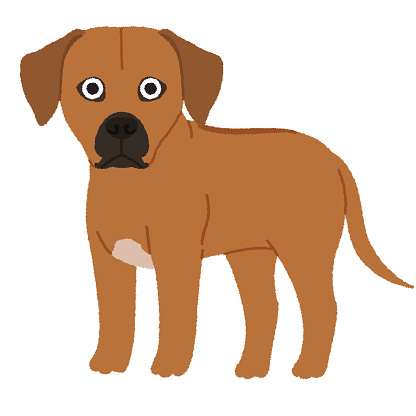 The Rhodesian Ridgeback is also the only officially recognized breed that originates from southern Africa. This brave breed hunted lions in packs, but they are also very warm, affectionate, and highly popular as family dogs.