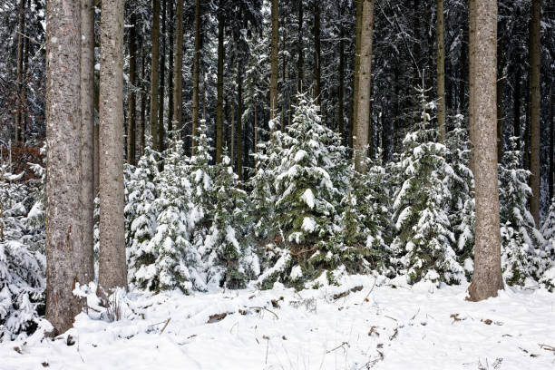 Snow-covered trees in a snowy field on a cloudy day