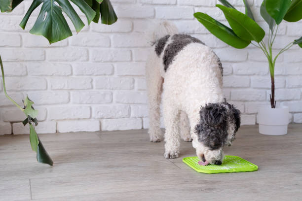 istock cute dog using lick mat for eating food slowly 2121544633