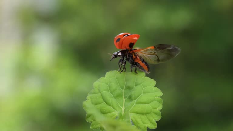 Slow motion of the moment when a ladybug flies.