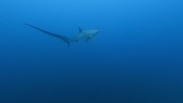 Thresher shark ascending from deep blue sea, wide tracking shot