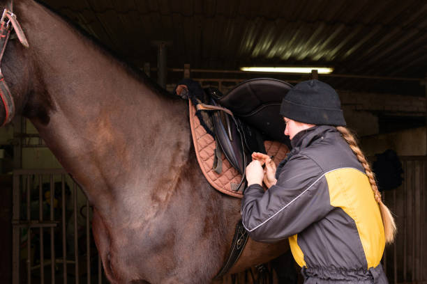 istock Close-up of saddle adjustment on horse 2121560197