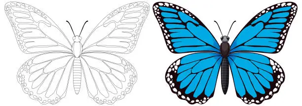 Vector illustration of Two butterflies, one outlined and one vibrantly colored.