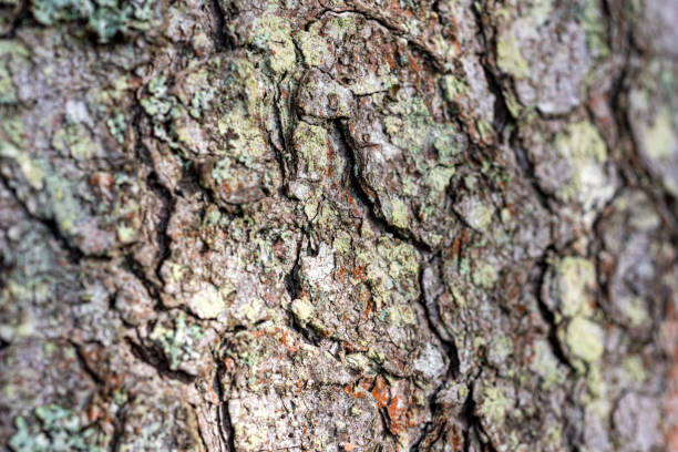 istock abstract texture, abstract tree growth, old tree trunk, nature prints on wood, suitable for background 2121588944