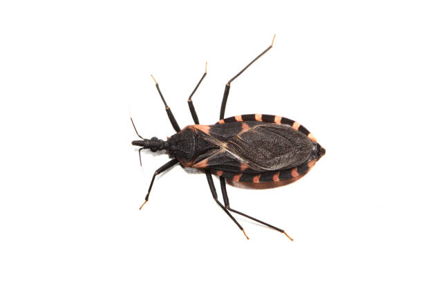 istock Eastern Bloodsucking Conenose Kissing Bug insect (Triatoma sanguisuga) isolated on white. 2121597471