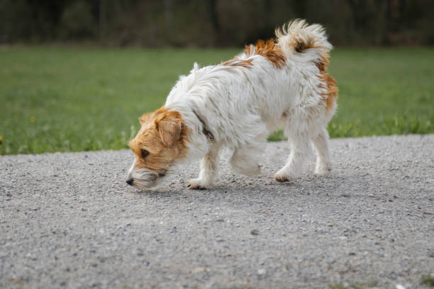 Jack Russel terrier rough hair search with nose