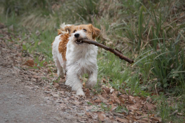 Jack Russel terrier  on a walk trough the forest and play with a stick