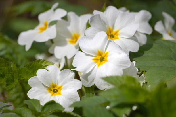 istock Close up of white primrose 2121600582