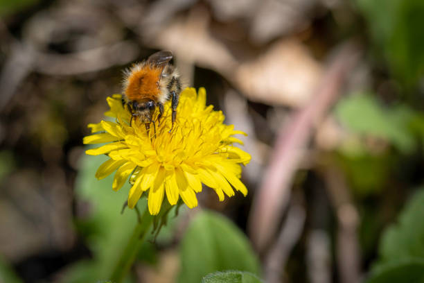 Bumblebee on a beautiful dandelion, yellow flower
