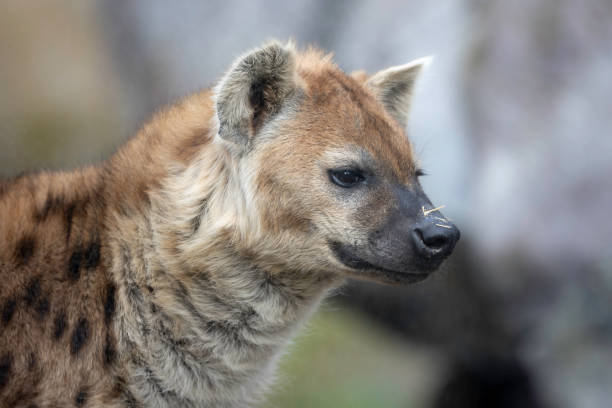 istock Portrait of a Hyiena 2121602131