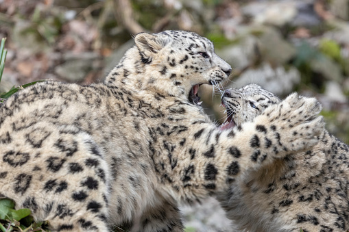young snowleopard cubs exercise fight