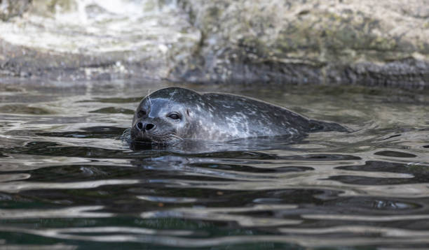 istock Sealion swimm in water 2121602666