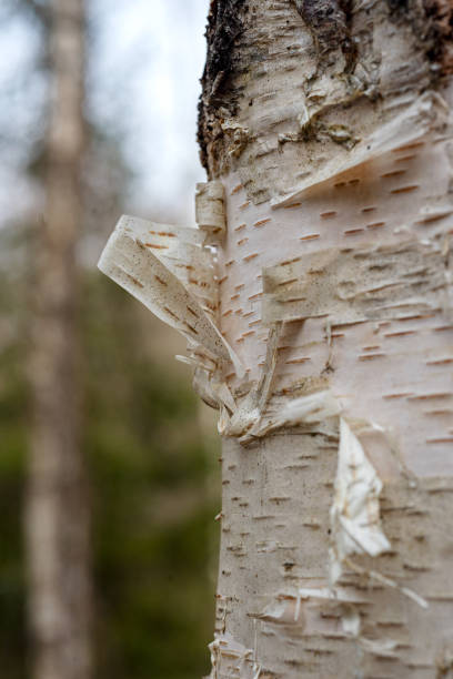 abstract texture, abstract tree growth, old tree trunk, nature prints on wood, suitable for background, spring