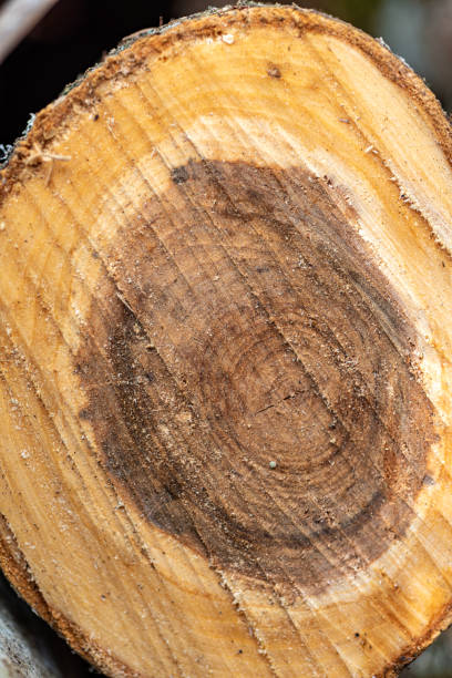 istock abstract texture, abstract tree growth, old tree trunk, nature prints on wood, suitable for background 2121607308