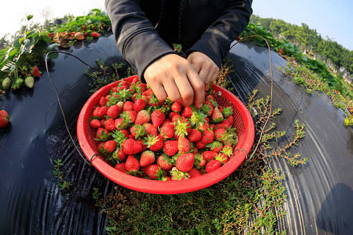 Harvest strawberry fruits in spring garden