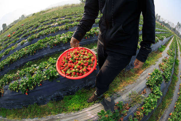 Strawberries at strawberry picking