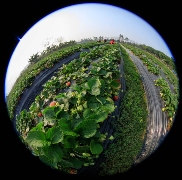 Strawberry plants  in spring garden