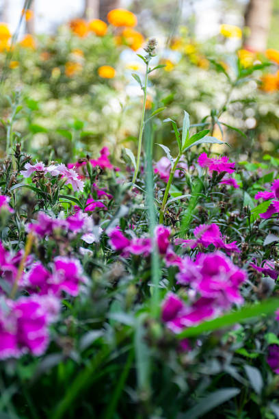 istock Flowers in the garden 2121626361