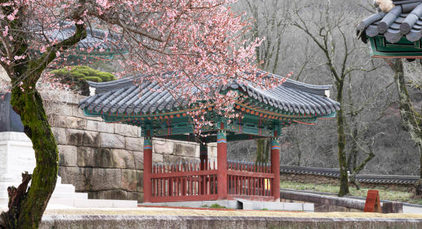 istock Red plum blossoms at Hwaeomsa Temple in Gurye 2121632737