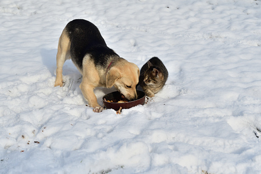Traditional domestic dog eating with chicken and cat together on the snow in the village