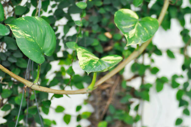 Devils Ivy, Golden Pothos or Hunters Robe or Epipremnum aureum or Araceae plant
