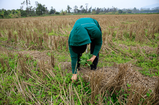 People picking green Solanum nigrum plants in spring