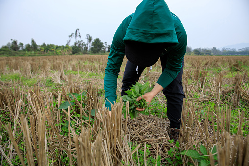 People picking green Solanum nigrum plants in spring