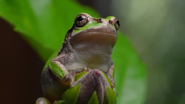 4K video of tree frogs on grass.