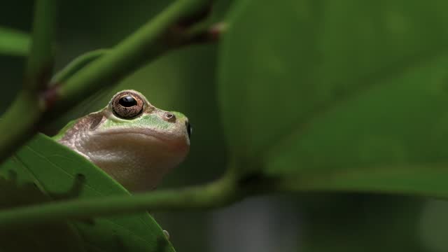4K video of tree frogs on grass.