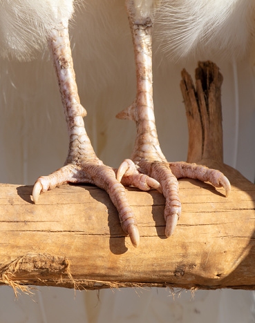 Birds feet closeup perched on branch Vertebrate organism on wood twig.