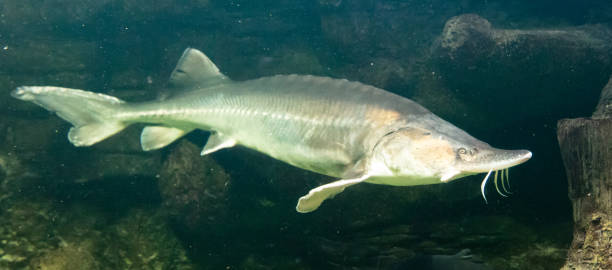 istock Sturgeon fish swims in an aquarium 2121714731