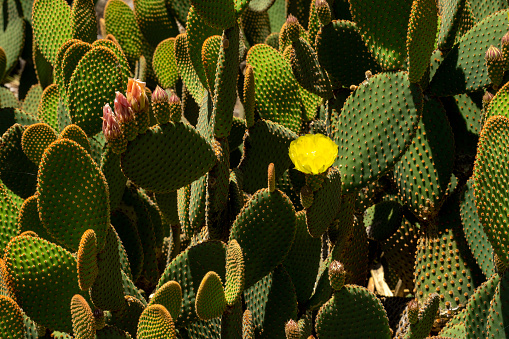 Cactus with spiky thorns, vibrant colors, yellows, oranges, browns, greens, close up shot to show the details, blur background.