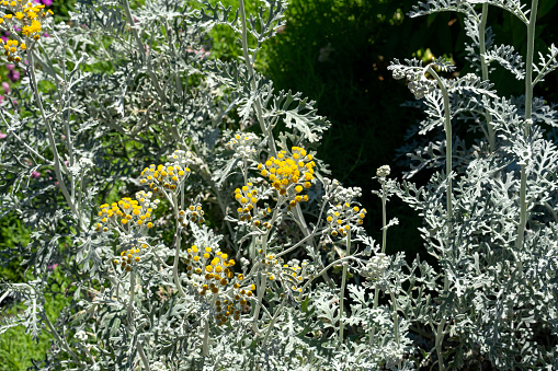 Jacobaea maritima, commonly known as silver ragwort or sometimes dusty miller, is a perennial plant species in the genus Jacobaea in the family Asteraceae, native to the Mediterranean region.