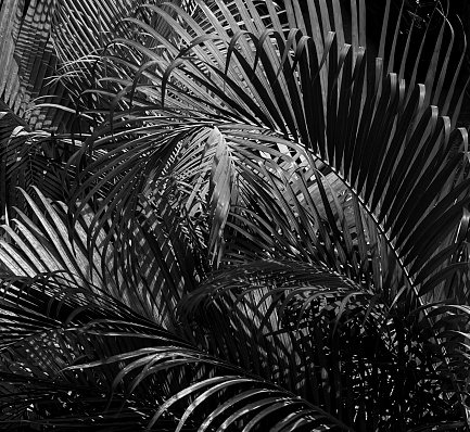 Natures pattern. Black and white closeup of palm fronds forming beautiful pattern of light and shades, pattern, shapes and texture.