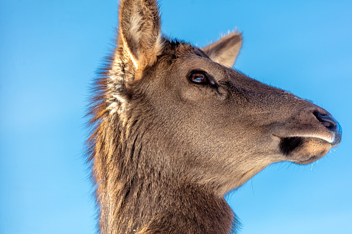 Portrait of a female deer against a blue sky.