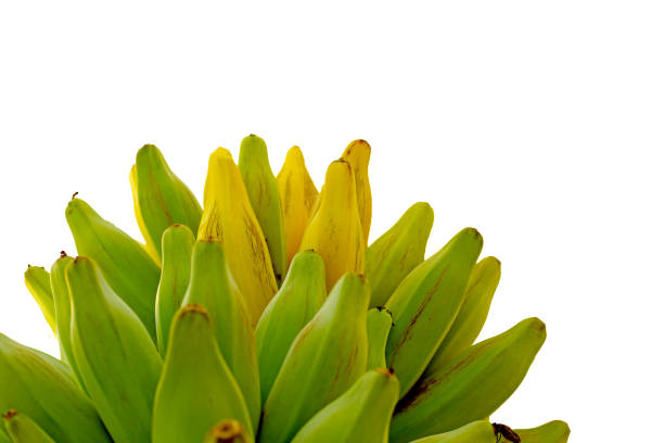 Dwarf Cavendish bananas from the Canary Islands banana leaves banana flower