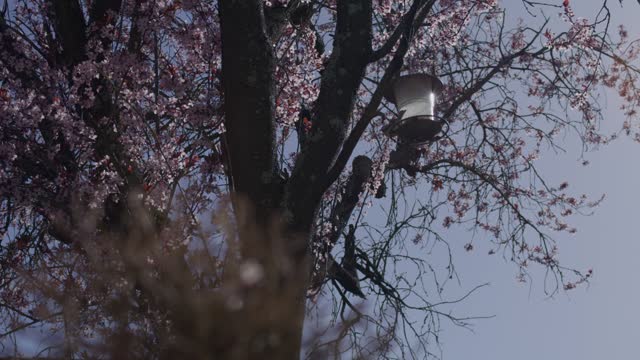 Bird Flying to Feed at Bird House on Beautiful Sakura Cherry Blossom Tree in Wind