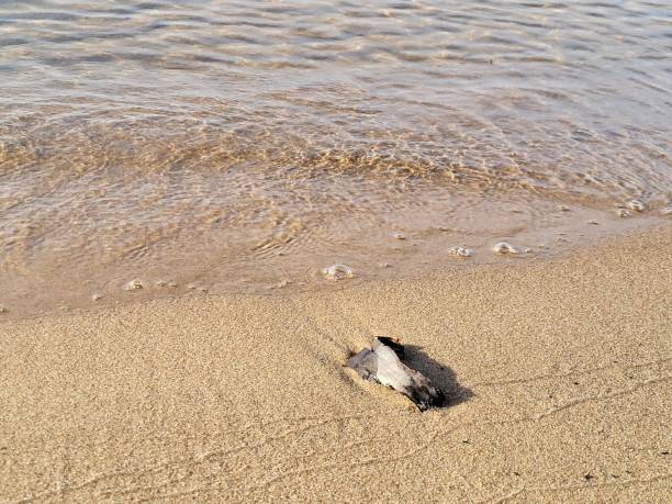 istock Seaside landscapes with sandy beach and interesting patterns 2121759100