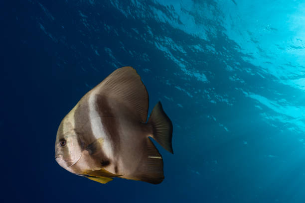 istock Lone batfish in mid-water against sunray background 2121759101