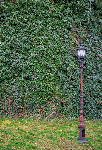 Old-fashioned street lantern in front of old wall with green ivy leaves