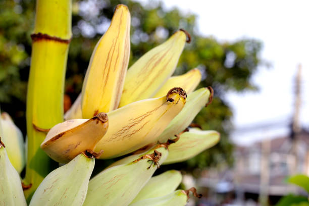 Fresh banana fruit, Silver bluggoe or Musa ABB group banana