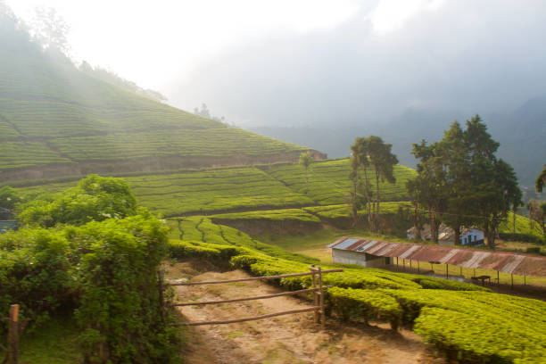istock Tea plantation in Munnar, India 2121773078