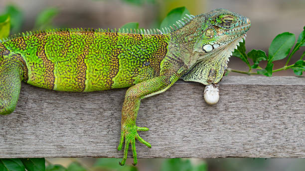 istock Green iguana resting on a wooden surface in the wild 2121775134