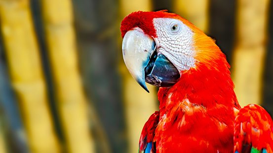 close up of a scarlet macaw parrot in a park in ecuador