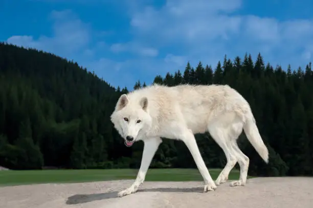 Polar white wolf against a forest background