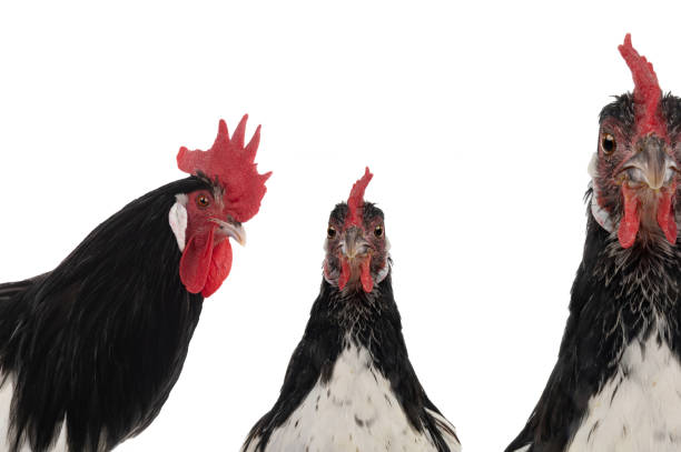 istock portrait rooster lakenfelder isolated on white background 2121784417