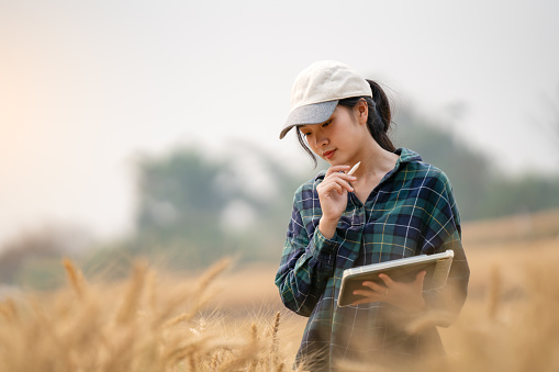 Farmer holding tablet and pen using modern technology to check quality of barley in farm, technology concept