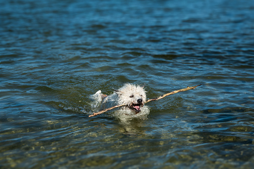 dog floating on the water with a stick thrown by its owner